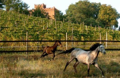 La Cascina Del Castello Villa อัสตี ภายนอก รูปภาพ