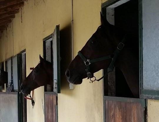 La Cascina Del Castello Villa อัสตี ภายนอก รูปภาพ